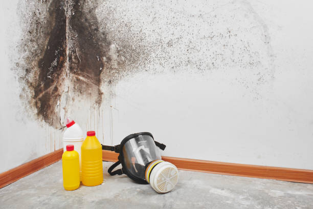 Office Mold Removal Services in Terra Alta, WV