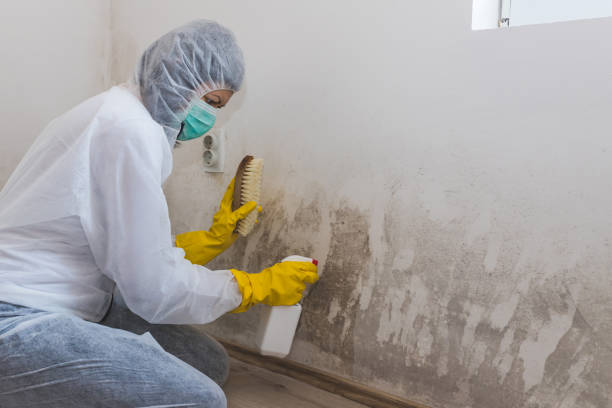 Best Certified Mold Removal  in Terra Alta, WV