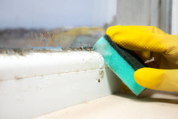 Best Home Mold Removal  in Terra Alta, WV