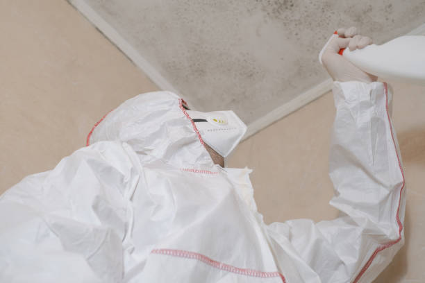 Best Same-Day Mold Removal  in Terra Alta, WV