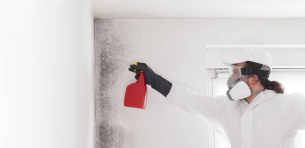 Best Emergency Mold Removal  in Terra Alta, WV