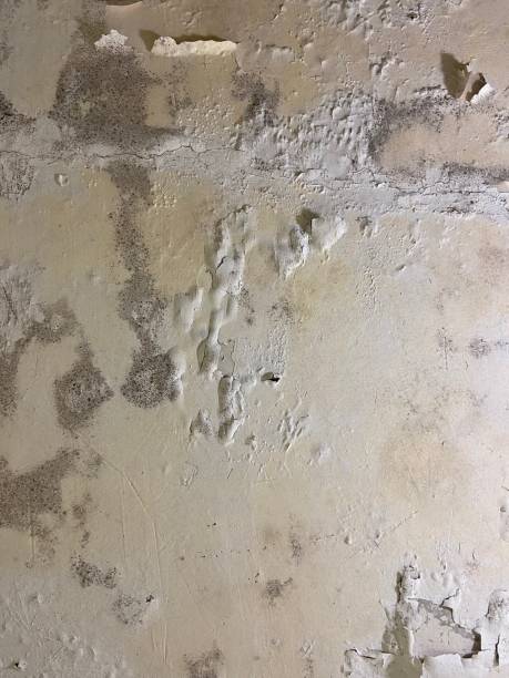 Best Best Mold Removal Companies  in Terra Alta, WV