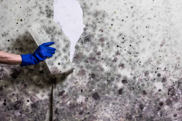 Best Mold Testing  in Terra Alta, WV