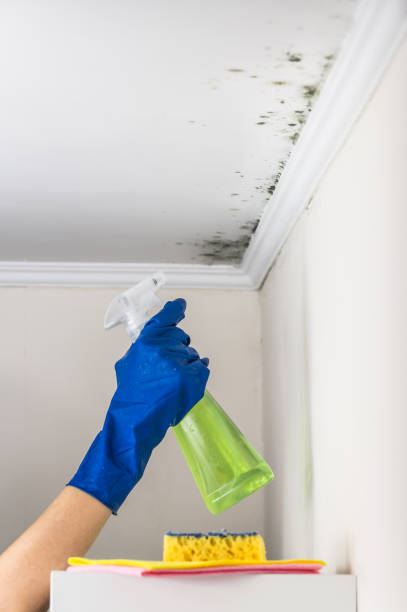 Best Mold Remediation  in Terra Alta, WV