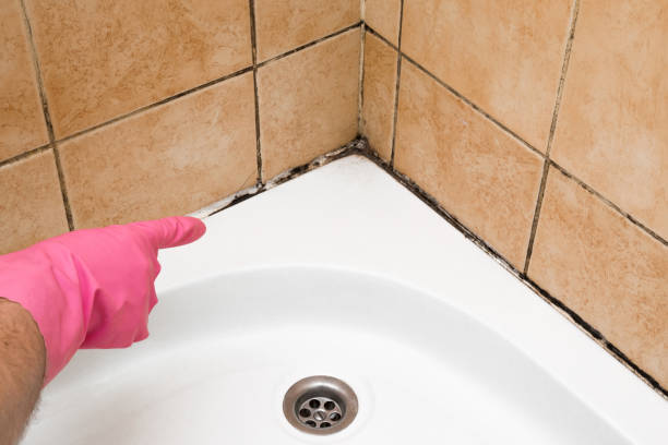 Best Mold Damage Repair  in Terra Alta, WV