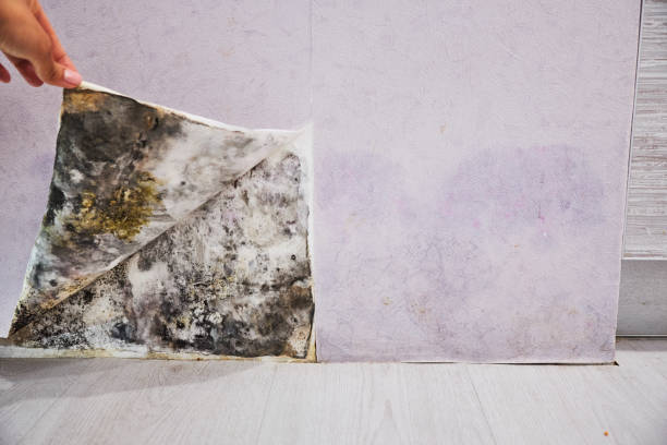 Best Black Mold Removal  in Terra Alta, WV